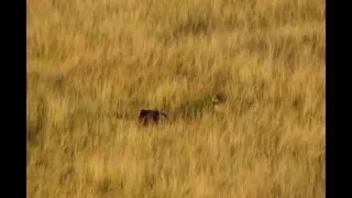 Hyenas hunt baby African Cape Buffalo - 2/2