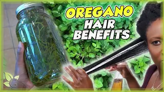 Oregano – The BEST DISINFECTANT for your HAIR (+ Science and Recipe)