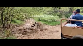 T120 killing Stray dog in Ranthambhore National Park.