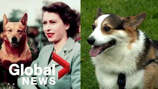 Queen Elizabeth death: Ottawa corgis march with Sons of Scotland Pipe Band