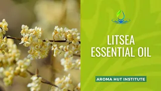 The Surprising Secret of Litsea Essential Oil