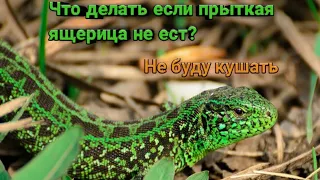 Что делать если прыткая ящерица не ест?? Моя прыткая ящерица не ест что делать? Тро пикал!