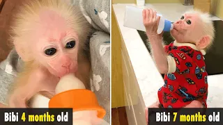 "Difference" Cute Bibi monkey drinks milk at 4 - 5 - 6 - 7 months old