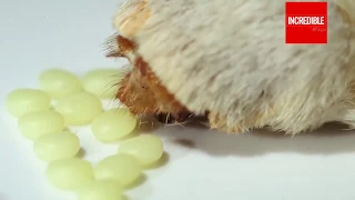 Silkworm Lifecycle From Egg to Worm - Cocoon - Moth - Laying Eggs | Timelapse & Closeup