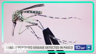 Deadly mosquito disease detected in Pasco County