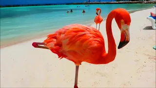 Aruba - Dutch Flamingo Island (Аруба - нідерландський острів фламінго)