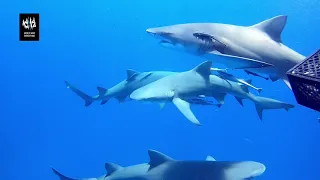 Погружение  с акулами во Флориде