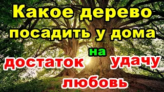 🌳Какое дерево посадить у дома, чтобы в семье был достаток, удача и любовь | Народные приметы