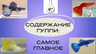 Cодержание гуппи: самое главное