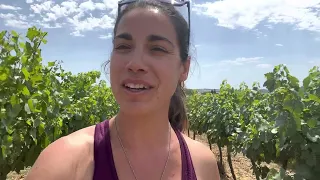 C’est quoi l’Oïdium de la vigne?