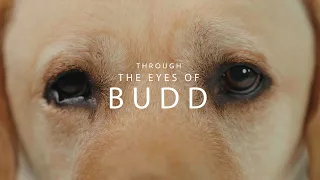 Through the Eyes of Budd