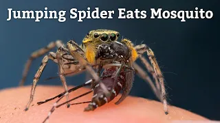 Jumping Spider Eats Mosquito (and my blood?) Maevia inclemens vs Aedes albopictus