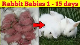 Rabbit Babies Newborn to 15 Days – Cutest Baby Bunnies