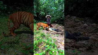 tiger attack to mang funny think this dog ls their mama part 283 #shorts #viral