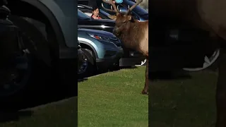 Yellowstone Bull Elk Bash Cars!