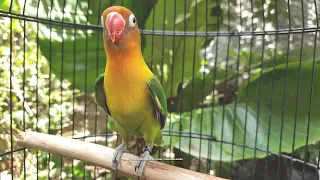 Lovebird Singing and Chirping Sounds - Green Fischer