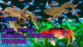 МОЖНО ЛИ СОДЕРЖАТЬ РЫБОК С РАКАМИ, ЛЯГУШКАМИ, ТРИТОНАМИ, ЧЕРЕПАХАМИ, КРЕВЕТКАМИ? #АКВАМЕН