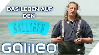 80 Menschen pro Insel - 5 Fakten über das Leben auf den Halligen! | Galileo | ProSieben