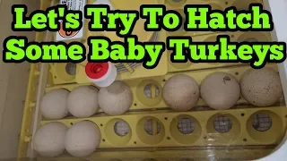 Turkey Eggs Are Ready To Go In The Incubator
