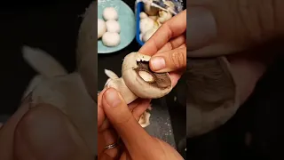 Cleaning Button Mushrooms! 🍄 Kitchen hack!