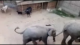 Elephant attack cow video 💥💥||