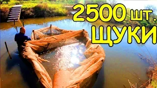 ЗАПУСКАЮ в ОЗЕРО 2500 штук ЩУКИ