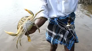 Unique Way of Mud Crabs Catching / Never Seen Before / Handline Crabs catch