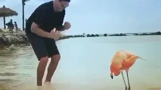 Dancing flamingo