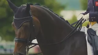 Fire on Fire //equine music video