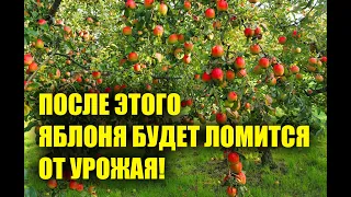 Подливаю это под яблони, и они ломятся от урожая! Супер подкормка яблони!