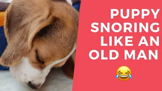 BEAGLE puppy snoring like an OLD MAN 😳😮