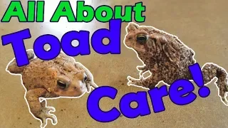 How to Take Care of Toads!