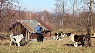 La stâna lui PUȚ ION | De ce femele de BUCOVINA pentru protejarea oilor? Povești despre fata pădurii