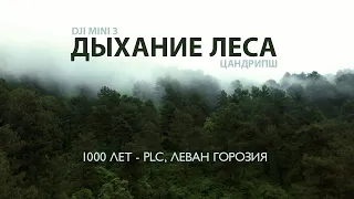Дышащий лес! Страна Души Абхазия! Невероятная красота п.Цандрипш !
