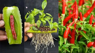 New Technique For Grafting Peppers With Aloe Vera | Amazing Growing