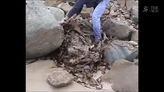 "It's a dead person": grim beach discovery