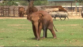 Baby elephant LekLek find the perfect way to stay cool! - ElephantNews