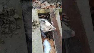 Vicious Possum Attacks!