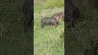 beautiful black pigs#are#shining#in #village# forest#at#morning# friends🙏please,pl🌺SUBSCRIBR🌷SHARE🌺