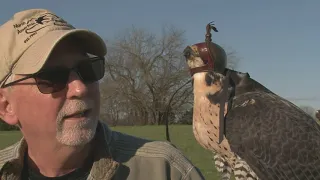 Falconry: Sport of Kings - Mississippi's Expert Falconers