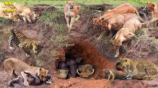 Flock of Hungry Lions Go to the Cave Hunting Warthog- Fierce Battle Between Warthogs Vs Lions