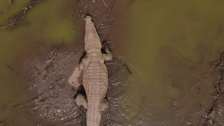 Drone Footage Of The Crocodile Pond In Paga, Ghana