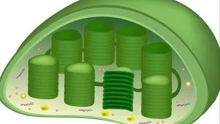 Photosynthesis: The process of generating chemical energy from sunlight