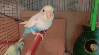 budgie baby crying | baby parakeets crying | budgie crying sound | budgie crying noise