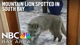 Mountain Lion Spotted in San Jose Neighborhood