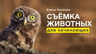 ФОТОСЪЁМКА диких животных. Как начать снимать диких зверей и птиц? Техника для фотоохоты