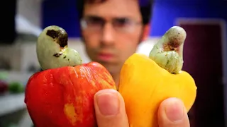 Cashews come from a fruit - Weird Fruit Explorer