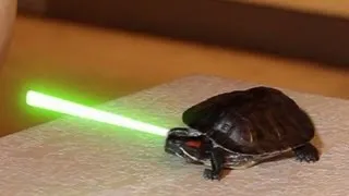 Living with Jedi Turtles (They sure love Pizza!)