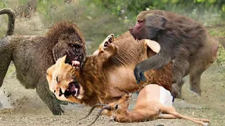 Unbelievable! Terrible Power Of The Baboon Family Defeat The Lion