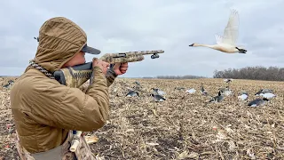 RARE Once in a Lifetime SWAN HUNT! (TROPHY BIRD)